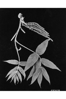 <i>Hicoria cordiformis</i> (Wangenh.) Britton
