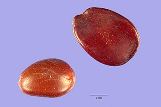 <i>Libidibia coriaria</i> (Jacq.) Schltdl.