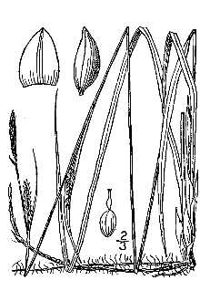 <i>Carex tetanica</i> Schkuhr var. woodii (Dewey) Alph. Wood