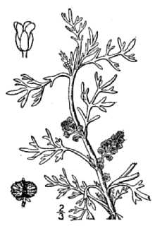 <i>Coronopus procumbens</i> Gilib.