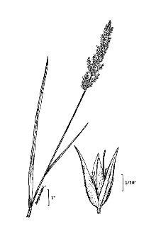 <i>Calamagrostis cinnoides</i> W.P.C. Barton, nom. illeg.