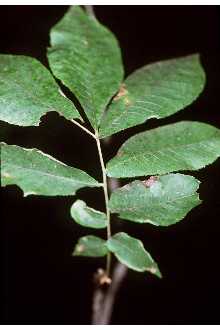 <i>Carya cordiformis</i> (Wangenh.) K. Koch var. latifolia Sarg.