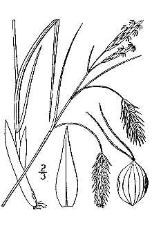 <i>Carex lyngbyei</i> Hornem. var. robusta (L.H. Bailey) Cronquist