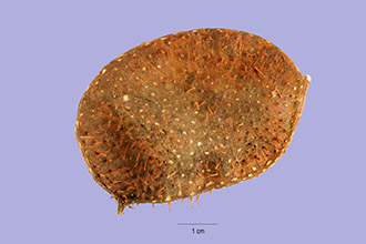 <i>Guilandina crista</i> auct. non (L.) Small