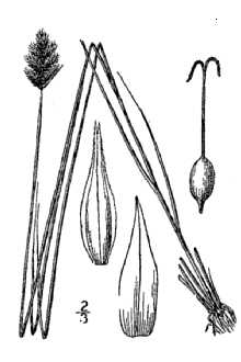 <i>Carex crawfordii</i> Fernald var. vigens Fernald