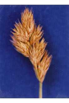 <i>Carex crawfordii</i> Fernald var. vigens Fernald