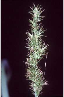 <i>Carex bayardii</i> Fernald