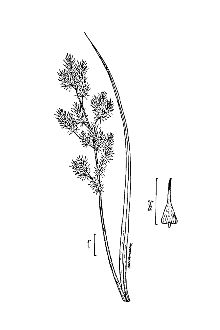 <i>Carex bayardii</i> Fernald