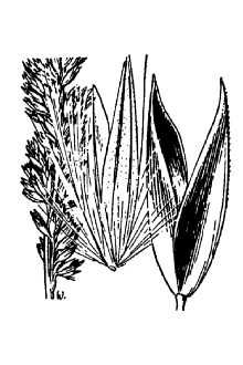 <i>Calamagrostis inexpansa</i> A. Gray var. brevior (Vasey) Stebbins