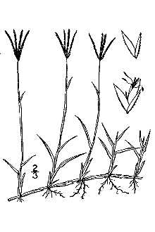 <i>Capriola dactylon</i> (L.) Kuntze
