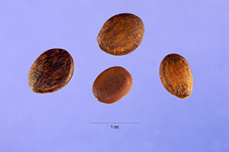 <i>Biancaea sepiaria</i> (Roxb.) Todaro