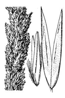 <i>Calamagrostis densa</i> Vasey