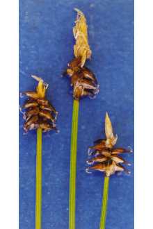 <i>Carex parallela</i> auct. non (Laest.) Sommerf.