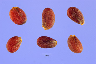<i>Lepidium draba</i> L. ssp. draba