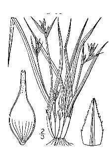 <i>Carex durifolia</i> L.H. Bailey var. subrostrata Bates