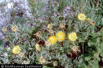 <i>Mesembryanthemum edule</i> L.