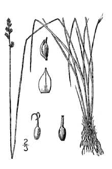 <i>Kobresia elachycarpa</i> (Fernald) Fernald