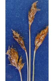 <i>Carex stenophylla</i> Wahlenb. var. enervis Kük.