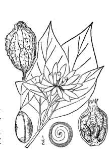 <i>Calycanthus floridus</i> L. var. laevigatus (Willd.) Torr. & A. Gray
