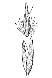 <i>Calamagrostis inexpansa</i> A. Gray var. barbulata Kearney