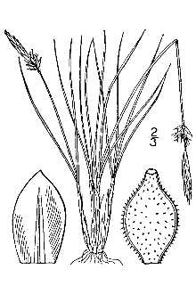 <i>Carex filifolia</i> Nutt. var. filifolia