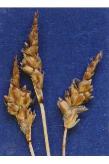 <i>Carex filifolia</i> Nutt. var. filifolia