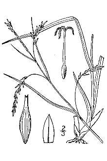 <i>Carex debilis</i> Michx. ssp. rudgei (L.H. Bailey) Á. Löve & D. Löve