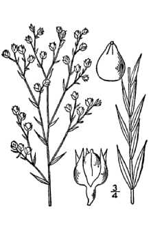 <i>Linum virginianum</i> L. var. floridanum Planch.