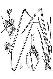<i>Carex flava</i> L. var. fertilis Peck