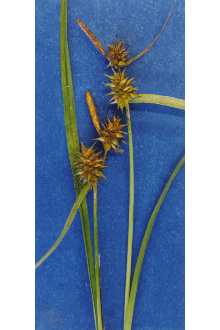 <i>Carex flava</i> L. var. graminis L.H. Bailey
