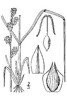 <i>Carex foenea</i> Willd. var. enervis Evans & Mohlenbr.