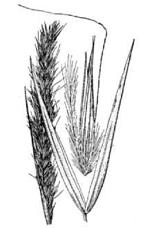 Leafy Reedgrass