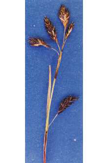 <i>Carex fuliginosa</i> Schkuhr var. misandra (R. Br.) O. Lang
