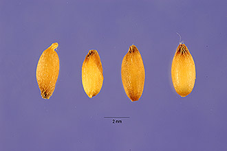 <i>Calamagrostis gigantea</i> Nutt.