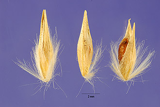 <i>Calamagrostis gigantea</i> Nutt.