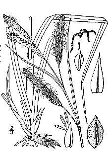 <i>Carex glauca</i> Scop.