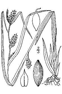 <i>Carex flaccosperma</i> Dewey var. glaucodea (Tuck. ex Olney) Kük.