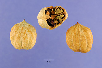 <i>Hicoria glabra</i> (Mill.) Britton