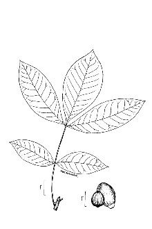 <i>Carya magnifloridana</i> Murrill