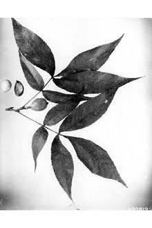 <i>Hicoria glabra</i> (Mill.) Britton