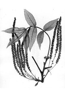 <i>Hicoria glabra</i> (Mill.) Britton var. hirsuta Ashe