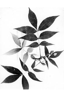 <i>Hicoria glabra</i> (Mill.) Britton var. hirsuta Ashe