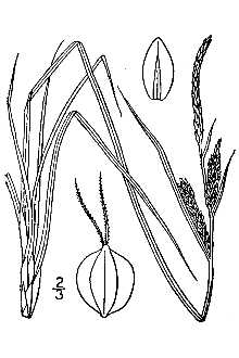 <i>Carex nigra</i> (L.) Reichard var. strictiformis (L.H. Bailey) Fernald
