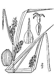 <i>Carex amphibola</i> Steud. var. turgida Fernald