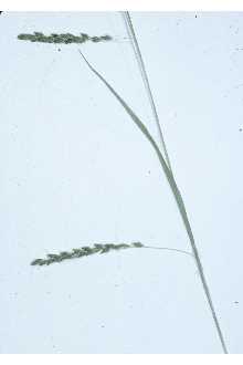 <i>Carex gracillima</i> Schwein. var. macerrima Fernald & Wiegand