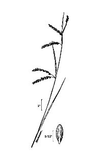 <i>Carex gracillima</i> Schwein. var. macerrima Fernald & Wiegand