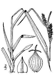 <i>Carex granularis</i> Muhl. ex Willd. var. recta Dewey