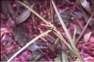 <i>Carex granularis</i> Muhl. ex Willd. var. haleana (Olney) Porter