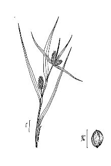 <i>Carex granularis</i> Muhl. ex Willd. var. granularis