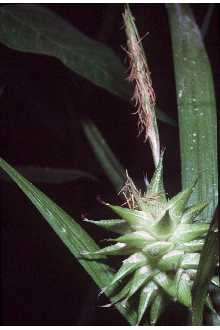 <i>Carex grayi</i> Carey var. hispidula A. Gray